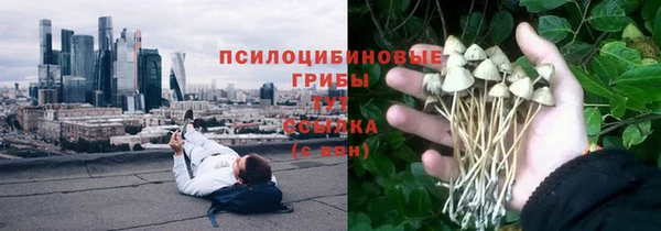 прущие грибы Заводоуковск